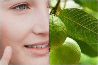 Guava Leaves Face Pack: गर्मियों में पिंपल्स की समस्या से रहती हैं परेशान? तो चेहरे पर लगाएं अमरूद की पत्तियों का फेस पैक, जानें बनाने का तरीका