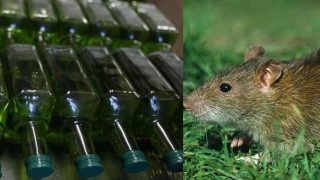 Drunk Rats? Around 12 Sealed Bottles of Wine Emptied by Rats in a Liquor Outlet
