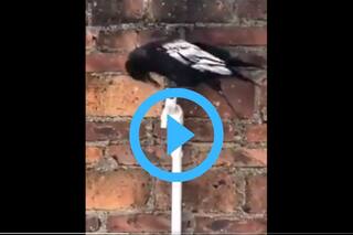 Viral Video: Thirsty Crow Opens Tap To Drink Water. Twitter Asks Nal Bandh Kyu Nahi Kiya? | Watch