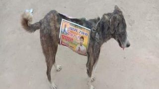 UP Panchayat Poll Candidates Stick Posters on Stray Dogs For Campaigning, Animal Lovers Protest Move