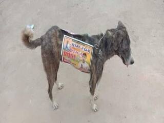 UP Panchayat Poll Candidates Stick Posters on Stray Dogs For Campaigning, Animal Lovers Protest Move