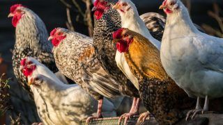 Hens Stop Laying Eggs After Being Fed Poultry Feed in Pune, Farmer Seeks Help from Police