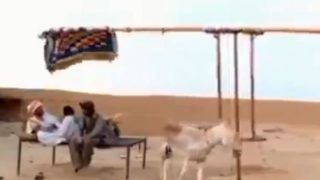 Viral Video: Villagers Use a Donkey in This Epic Jugaad to Beat The Heat, Video Will Leave You Amused | Watch