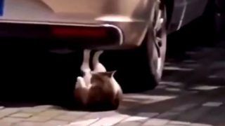 Cat Six Pack Abs Video: बिल्ली कर रही थी धांसू वर्कआउट, 2 मिलियन व्यूज, लोग बोले-ससुरा ई का है...