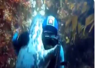 Dolphin Hug Viral: गोताखोर को देख चिपक कई डॉलफिन, बार-बार लगाती रहे गले, देखें Video