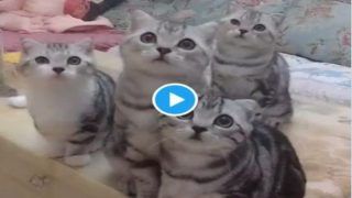 Cat Dance Viral Video: बिल्लियों ने किया ऐसा कातिल डांस, एक-एक डांस मूव पर निकलेगी जान...