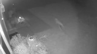 Woman Claims She Spotted a 'Baby Dinosaur-Like' Animal Running Through Yard | Watch