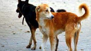 बेगूसराय में आवारा कुत्तों का 'शूटआउट', मारे गए 29 आवारा कुत्ते