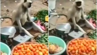 Viral Video: Monkey Seen Selling Vegetables in This Hilarious Video, Will You Dare to Buy? | Watch