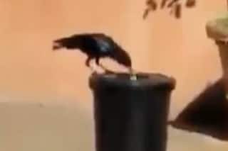 Smart Crow Picks Up Garbage, Throws It In Dustbin. Twitter Says    Seekho Kuch Iss Mahan Jeev Se