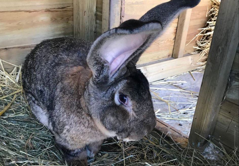 Darius —World's Largest Rabbit Stolen, Owner Offers Rs 2 Lakh Reward ...