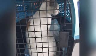 Smuggler Billi: Cat Caught Sneaking Drugs Into Panama Prison, to Be Sent to Pet Adoption Centre