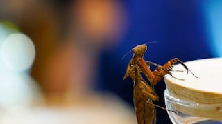 Pandemic Impact: New Insect Species From Kosovo Named After Coronavirus!