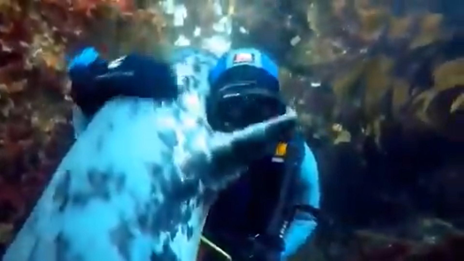 Viral Video Scuba Diver Gets Warm Hug From A Seal Under Water Netizens Say Its Pure Love