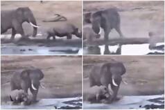 Viral Video: Elephant Fights Arrogant Rhino, Shows Him Who's The Boss | Watch