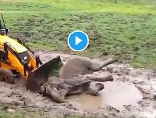 Viral Video: Elephant Calf Gets Stuck in Mud in Bandipur Reserve, Forest Officials Rescue It | Watch