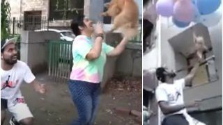 Viral Video: Delhi YouTuber Makes Pet Dog Fly Using Helium Balloons, Arrested For Animal Cruelty | Watch
