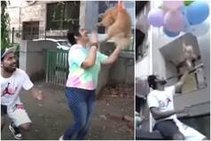 Viral Video: Delhi YouTuber Makes Pet Dog Fly Using Helium Balloons, Arrested For Animal Cruelty | Watch