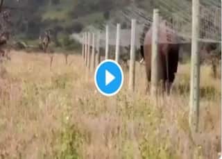 Elephant Viral Video: हाथी को पार करनी थी कांटों की फेंसिंग, लगाया ऐसा देसी जुगाड़, रवीना टंडन भी हुईं फैन, बोलीं- गजब...