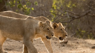 Two Lionesses Test Covid Positive At Etawah Safari Park In Uttar Pradesh, Kept In Isolation