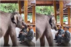 Viral Video: Elephant Snatches Bananas From Man's Hand & Eats It, Internet is Amused | Watch