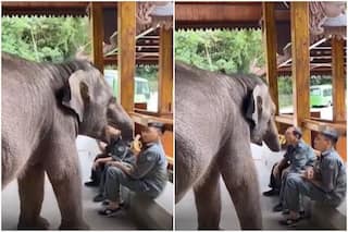 Viral Video: Elephant Snatches Bananas From Man's Hand & Eats It, Internet is Amused | Watch