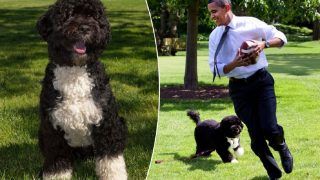 Obama Family Dog Bo Dies From Cancer, Michelle & Barack Obama Post Emotional Tributes