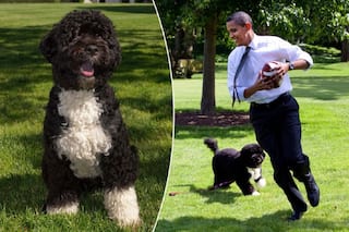 Obama Family Dog Bo Dies From Cancer, Michelle & Barack Obama Post Emotional Tributes