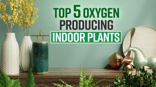 Top 5 Oxygen Producing Indoor Plants | Covid 19
