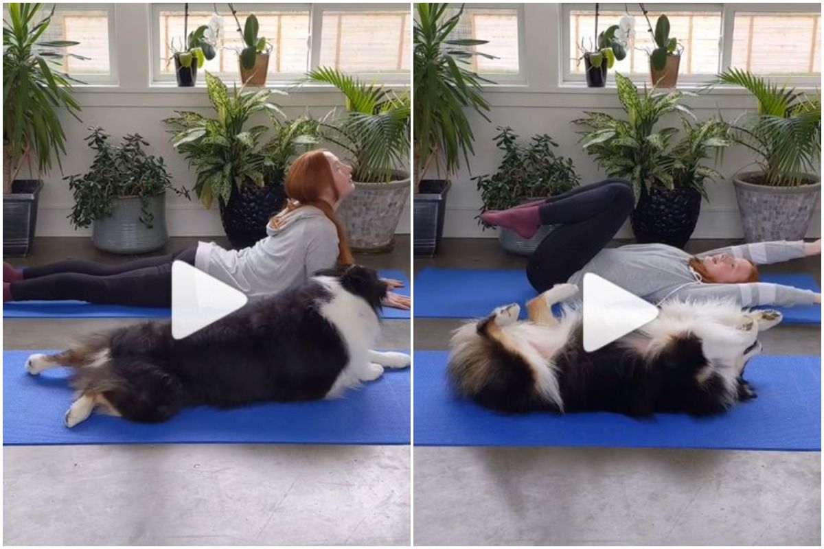 Viral Video This Adorable Dog Doing Yoga With its Owner Will Make Your Day WATCH
