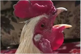 Kahin Dekha Hai Aisa: टूटी सड़क के किनारे गाया गाना '10 का मुर्गा खाओगे, तो मुर्गा बन जाओगे' वीडियो वायरल