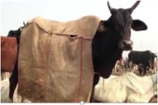 असम: गौ संरक्षण विधेयक लाएगी भाजपा सरकार, राज्यापल ने दी अहम जानकारी