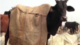 UP News: गौशाला में JCB से गड्ढा खोद दफनाई जा रहीं मृत गाय, SP ने शेयर किया वीडियो
