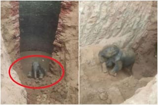 Baby Elephant Falls Into 30-Feet-Deep Well in Jharkhand, Rescue Video Goes Viral | Watch