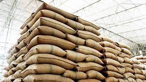Wheat Procurement: पिछले वर्ष के मुकाबले 12.70 प्रतिशत अधिक हुई गेहूं की खरीद