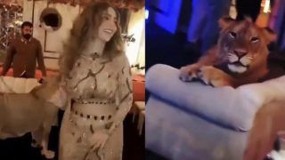 Pakistani Influencer Uses Sedated Lioness As 'Party Prop' For Her Birthday, Video Sparks Outrage | Watch