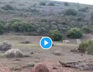 Viral Video: Brave Buffalo Single-Handedly Fights Off Lions to Save Its Child, Twitter Hails Mother's Power | Watch
