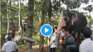 Viral Video: Loyal Elephant Bids Emotional Farewell to His Mahout Who Died of Cancer, Video Will Leave You Teary-Eyed | Watch