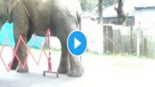 Hathi Ne Khaya Helmet: जंगल से निकला हाथी, लगी थी भूख तो बाइक पर टंगे हेलमेट को खा गया |  Viral Video