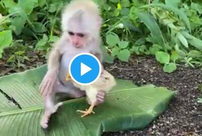 Viral Video This Baby Monkey Playing With A Little Chicken And Kissing It Will Make You Go Awww Watch India Com