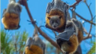 Nipah Virus in India: Symptoms, Causes, Treatment, Prevention And Cure