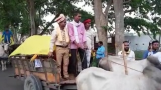 Baraat On Bullock Cart: Groom & Baaratis Ride on Bullock Carts to Reach Wedding Venue in UP's Deoria