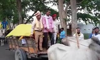 Baraat On Bullock Cart: Groom & Baaratis Ride on Bullock Carts to Reach Wedding Venue in UP's Deoria