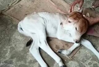 Rare 2-Headed Calf With 4 Eyes & 2 Mouths Born in UP's Chandauli, People Throng to See It | Pics