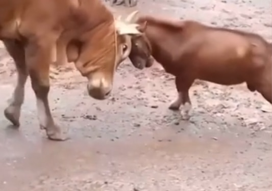 Viral Video: Fierce Fight Breaks Between Cow & Goat As They Lock Horns With Each Other | Watch