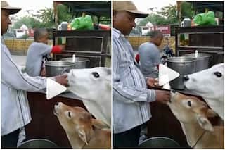Viral Video: Man Feeds Golgappas to Cow & Her Calf, Adorable Video Wins The Internet | Watch