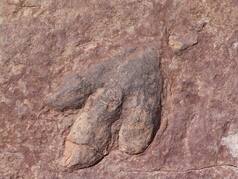 Footprints Of Last Dinosaurs To Walk On UK Soil 110 Million Years Ago Found in Kent