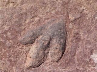 Footprints Of Last Dinosaurs To Walk On UK Soil 110 Million Years Ago Found in Kent