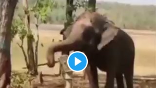 Viral Video: Intelligent Elephant Uses Handpump to Drink Water Like Humans, People Call Him 'Atmanirbhar'