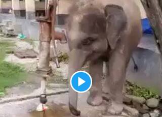 Viral Video: Baby Elephant Operates Hand Pump on Its Own to Drink Water, Adorable Video Wins The Internet